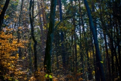 Gryżyna - 2015-11-06