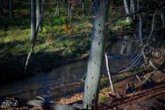 Gryżyna - 2015-11-06
