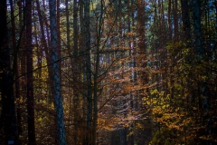 Gryżyna - 2015-11-06