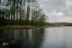 tarnowskie duze (1)