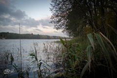 tarnowskie duze (3)