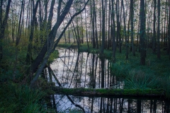 tarnowskie duze (5)