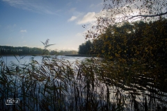 tarnowskie duze (6)