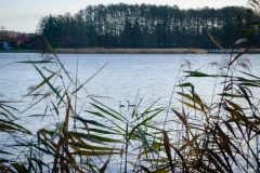 tarnowskie duze (7)
