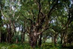 korsyka (3)