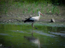 Odra 04-07-2015