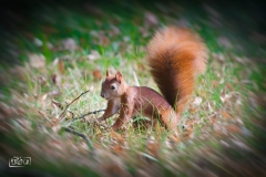 DSC_0907-Edit