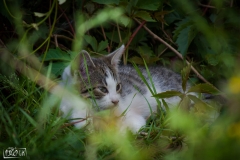 Stare Kramsko - 2015-08-02