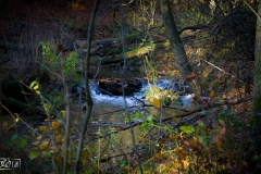 Gryżyna - 2015-11-06
