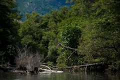 korsyka (51)